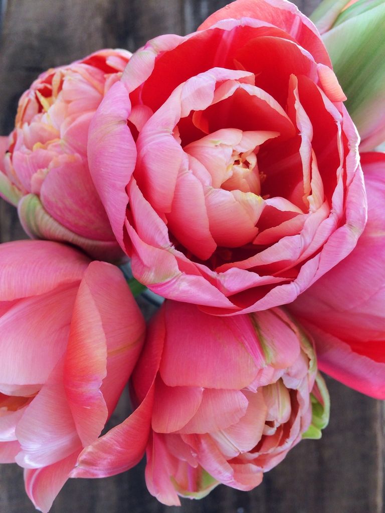 Renown unique тюльпан фото Reconsidering the Tulip - Love 'n Fresh Flowers Easiest flowers to grow, Beautif