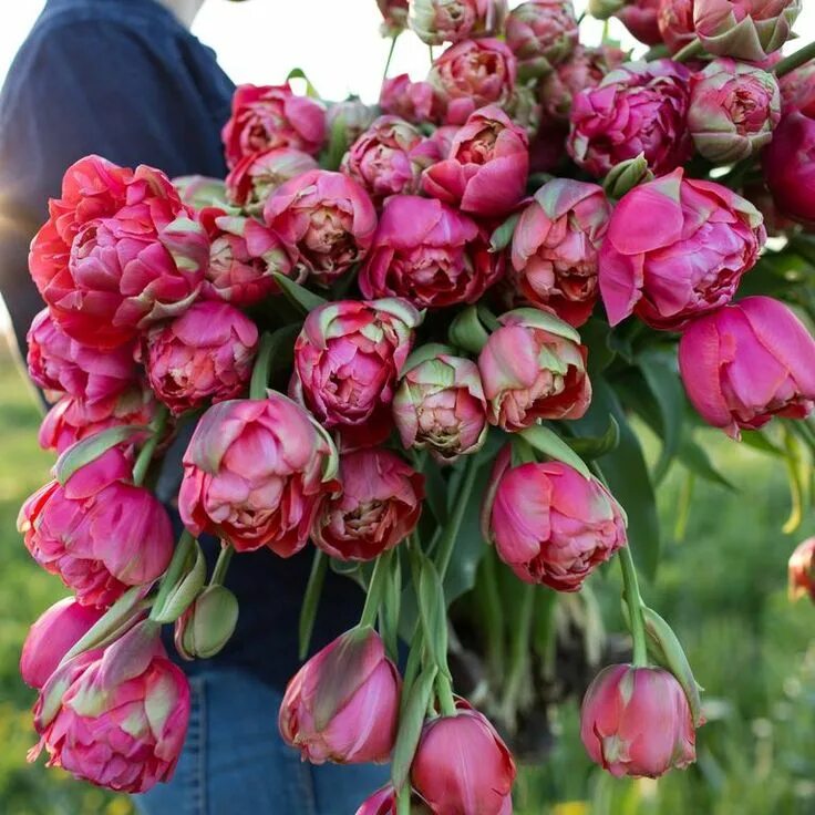 Renown unique тюльпан фото Tulip Renown Unique Flower farm, Cut flower garden, Tulips