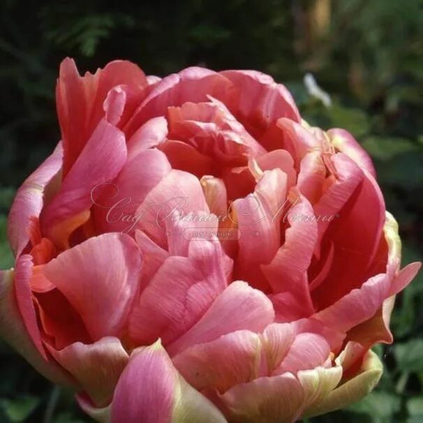 Renown unique тюльпан фото Тюльпан Ренаун Юник (Tulipa Renown Unique) - Тюльпаны Махровые - Тюльпаны - Луко