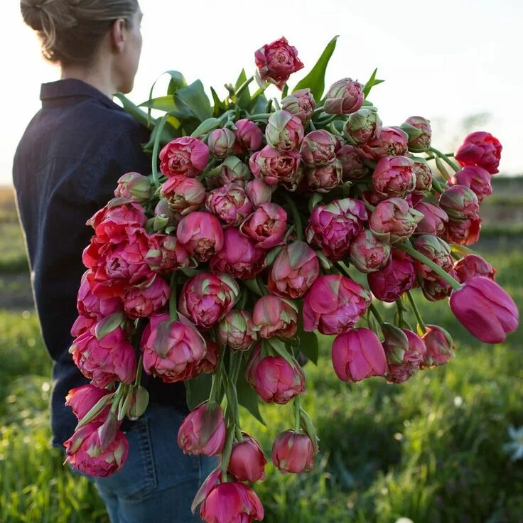 Renown unique тюльпан фото Tulip Renown Unique by Floret Shop Flower farm, Tulips, Cut flower garden