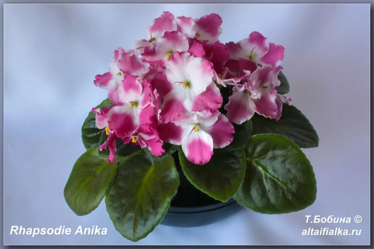 Rhapsodie фиалка фото Rhapsodie Anika - Фиалки на Алтае