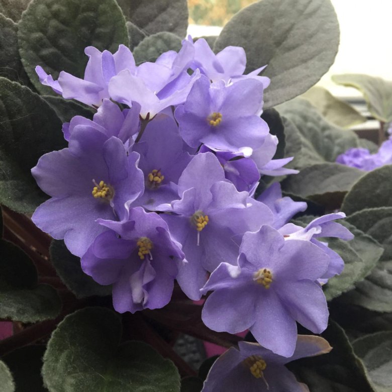 Rhapsodie фиалка фото Фиалка Rhapsody Clementina - купить в Москве, цена 90 руб., продано 27 октября 2