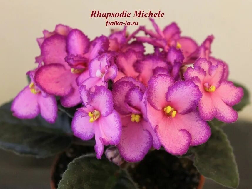 Rhapsodie фиалка фото Купить фиалку Rhapsodie Michele (Holtkamp). Заказать фиалку. Простые розовые звё
