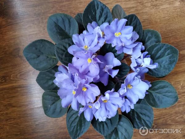 Rhapsodie фиалка фото Отзыв о Фиалка голубая сортовая Rhapsodie Clementine Фиалочка с женским именем К