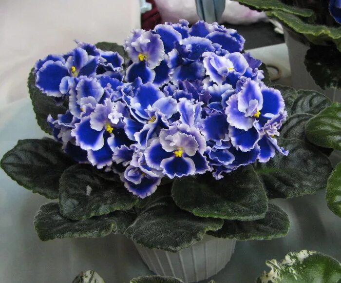Rhapsodie фиалка фото Форум "Украина сенпольная" (г.Киев) * Просмотр темы - Rhapsodie Cora (Holtkamp)