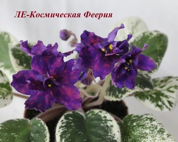 Riv янтарный космос фиалка фото В НАЛИЧИИ. Фотография из альбома ФИАЛКИ Лебецкой Елены - 12 из 44 ВКонтакте