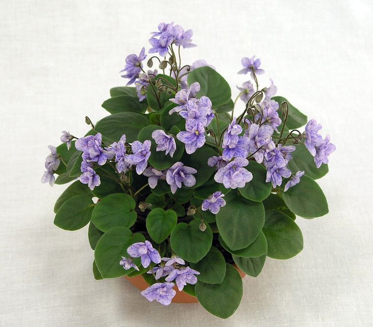 Rocky mountain фиалка фото Rocky Mountain Trail - Trailing Violet Violeta africana, Flores, Violeta