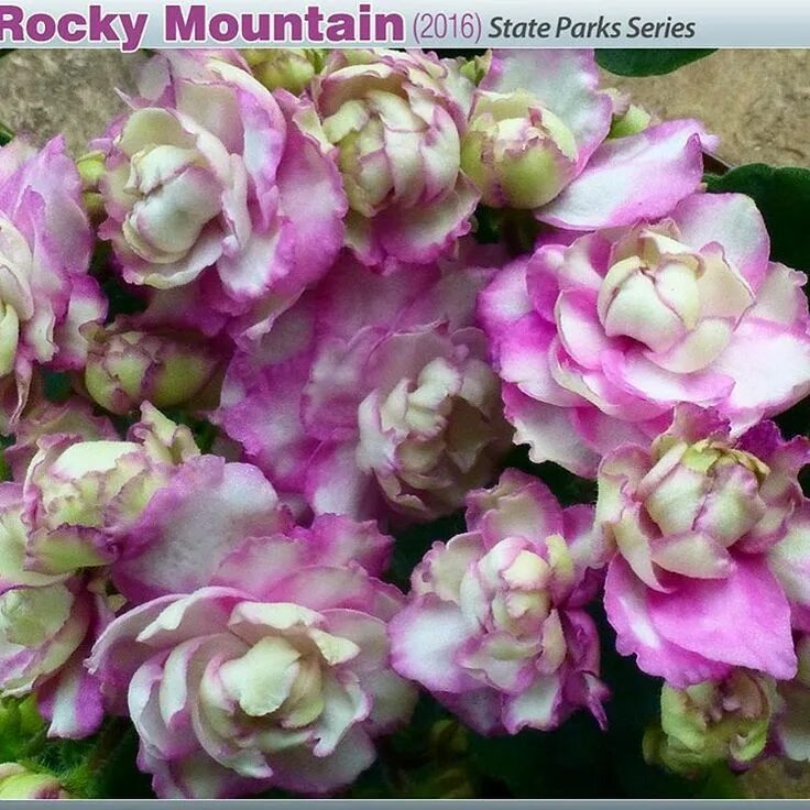 Rocky mountain фиалка фото Repost optimara.violets New variety for 2016 - Rocky Mountain (US Parks series) 