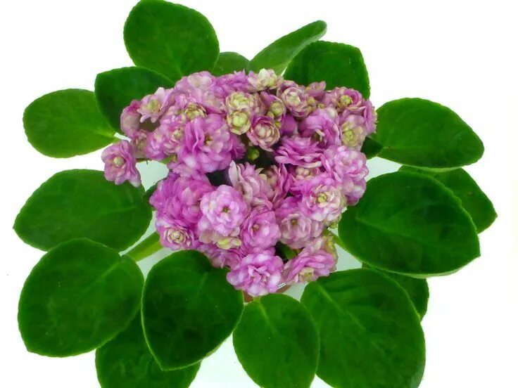Rocky mountain фиалка фото Rocky Mountain, new in the U.S. Parks Series (2016) African violets, Plant care,