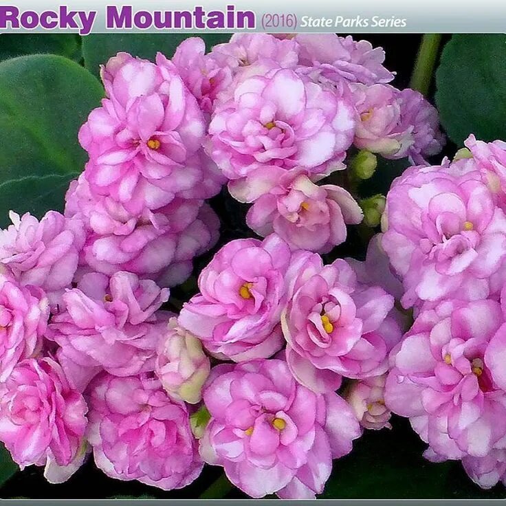 Rocky mountain фиалка фото Repost optimara.violets New variety from 2016 - Rocky Mountain (US Parks series)