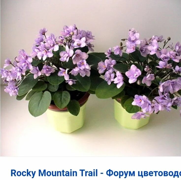 Rocky mountain фиалка фото Ghim trên Flower garden trong 2024