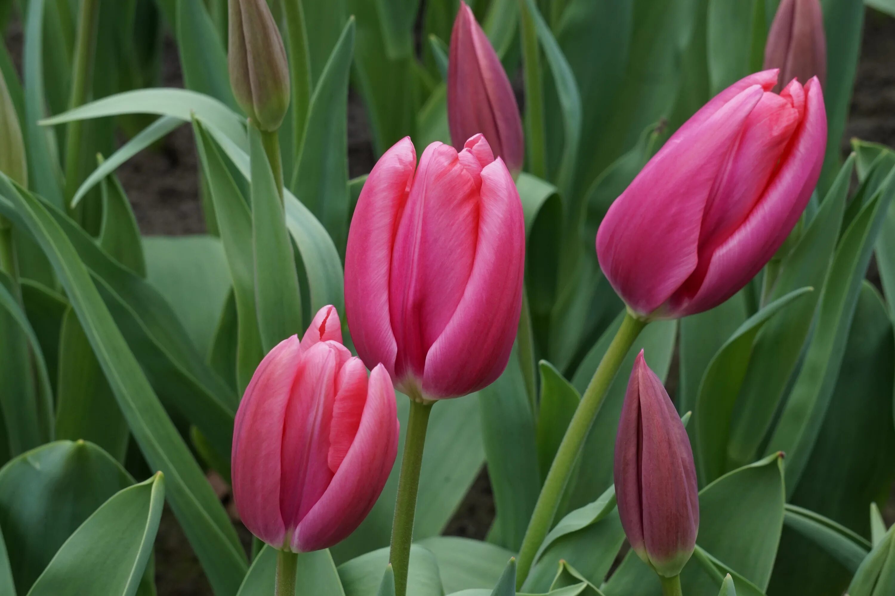 Roeska тюльпан фото Free Images : nature, flower, petal, tulip, spring, red, colorful, garden, pink,