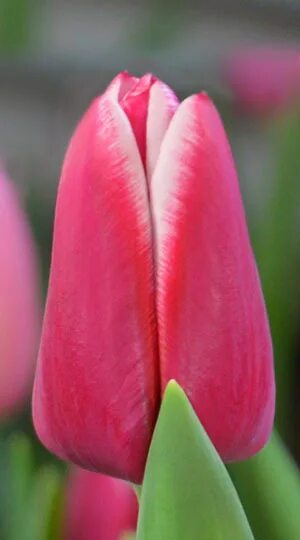 Roeska тюльпан фото 500 луковиц Тюльпан Лорнах (Tuliр Lornah)