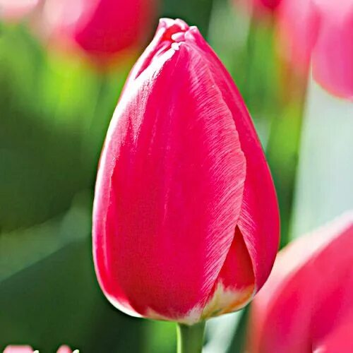 Roeska тюльпан фото Купити Тюльпан Rosy Delight 220651 в інтернет магазині Інтернет-магазин Tulips