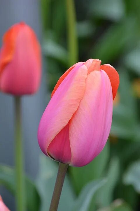Roeska тюльпан фото Laminated Poster Spring Bloom Tulip Spring Flower Blossom Rose Poster Print 11 x