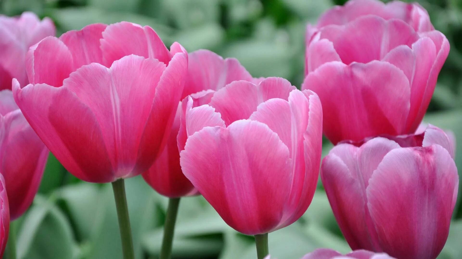 Roeska тюльпан фото Tulips Flower Cool PC Wallpaper 1920x1080 - Cool PC Wallpapers Flower desktop wa