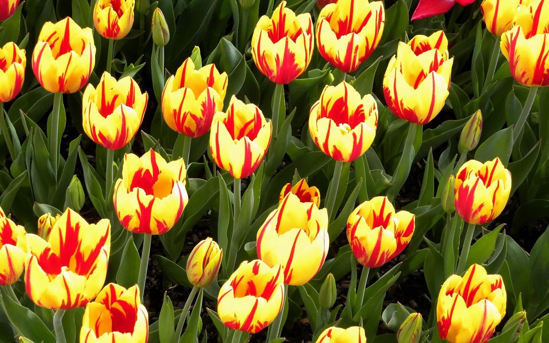 Roeska тюльпан фото Когда сажать тюльпаны: 4 секрета роскошной клумбы Tulips, Tulips flowers, Flower