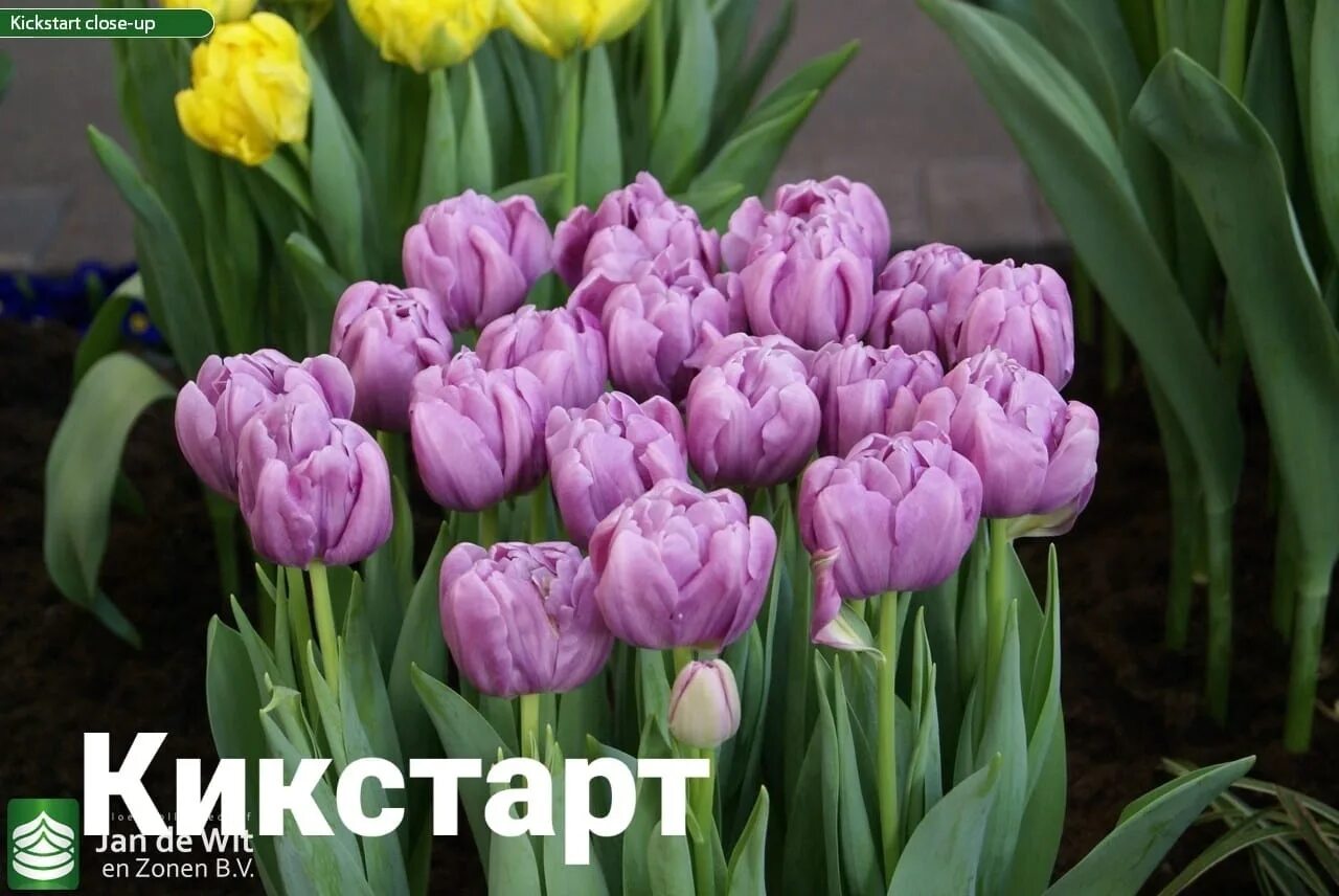 Roeska тюльпан фото и описание Доступен к предзаказу, пионовидный тюльпан сорт Кикстарт. Осталось 11 штук Цена 