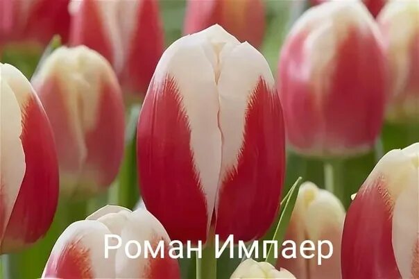 Roman empire тюльпан фото Тюльпан Roman Empire: Имперская Красота Торты, конфеты, пироги iberia-restaurant