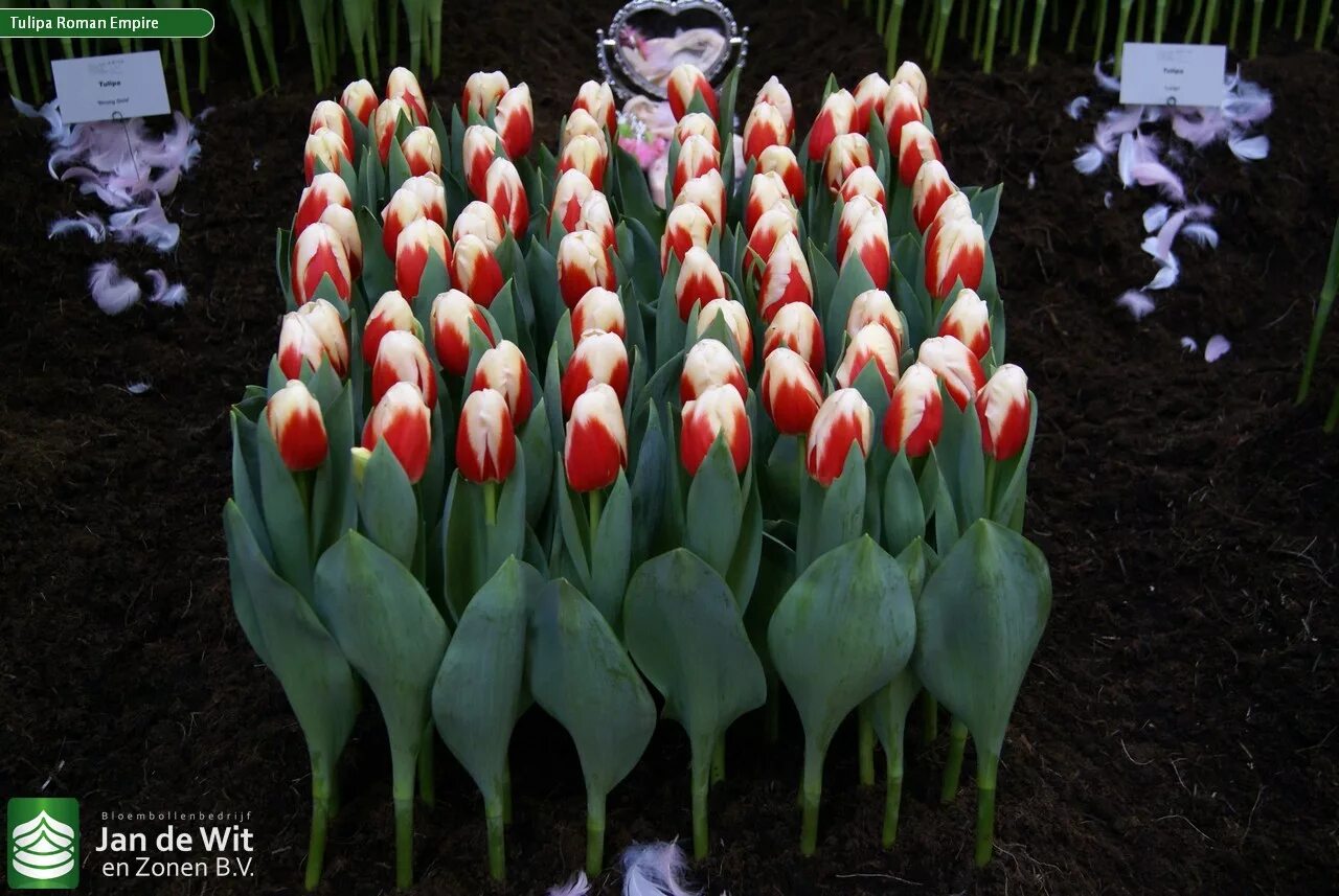 Roman empire тюльпан фото Holland Food & Flowers 2013 Pictures Jan de Wit en Zonen B.V.