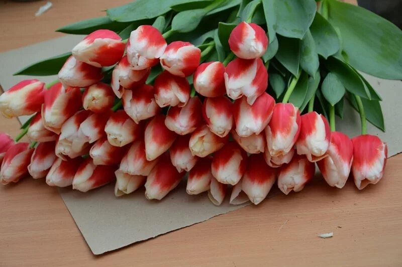 Roman power тюльпан фото Тюльпан Dutch Design купить в питомнике саженцев ЛПХ Суражевский
