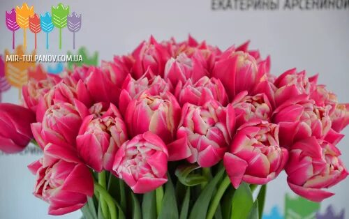 Roman power тюльпан фото columbus в наличии 3 стакана, цена указана за 1 стакан. Тюльпан, цветы