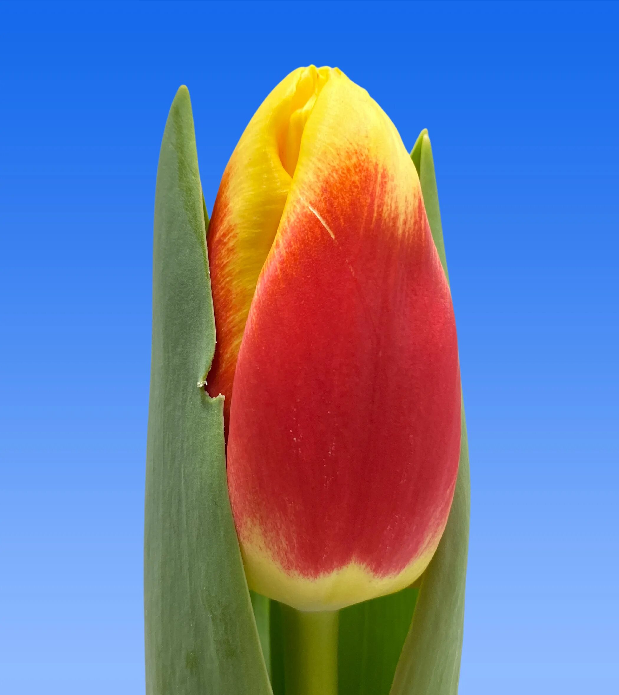 Roman power тюльпан фото Tulp Roman Power - Borst Bloembollen