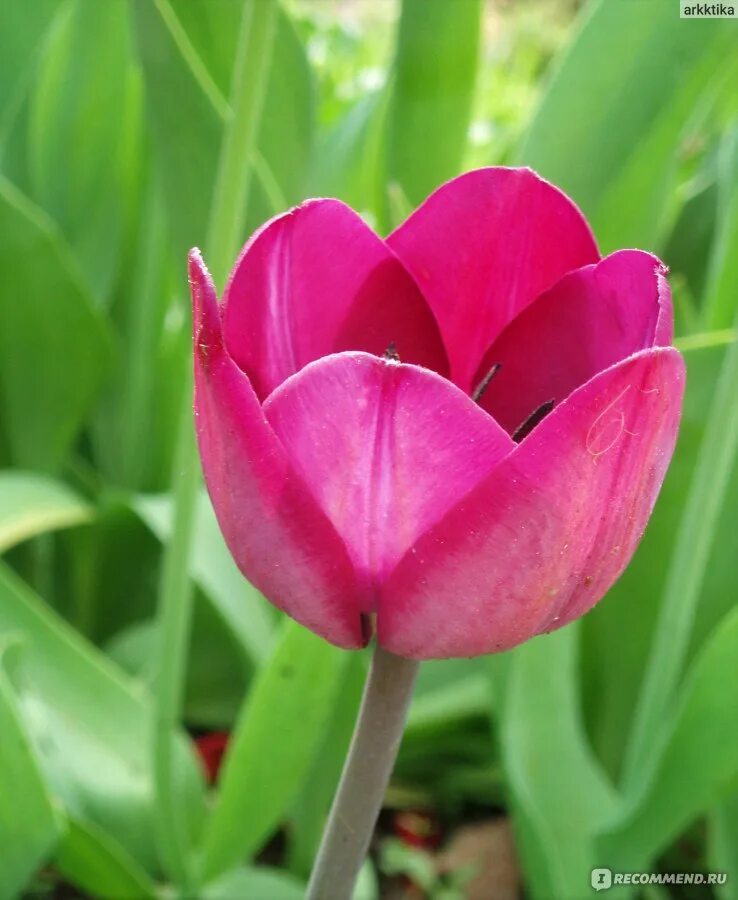 Roman power тюльпан фото Тюльпан (Tulipa) - "Великолепные тюльпаны. Лучшее украшение весеннего сада. Мног