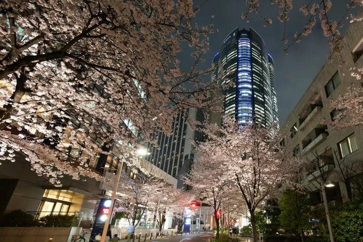 Roppongi ул ленина 11г фото Roppongi Hills Sakura Festival 2017 Roppongi hills, Roppongi, Hanami