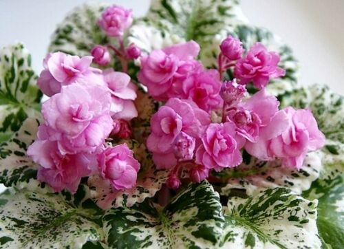 Rose bouquet фиалка фото African Violet Rose Bouquet a beautiful plant Violeta africana, Plantas, Ramo de