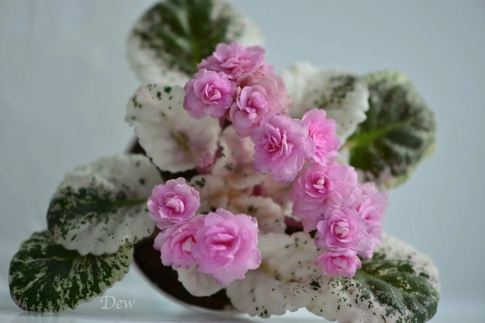 Rose bouquet фиалка фото Фиалка розе букет (71 фото)
