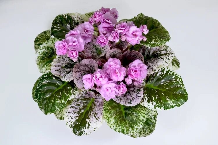 Rose bouquet фиалка фото Rose bouquet фиалка - MosRosa.ru