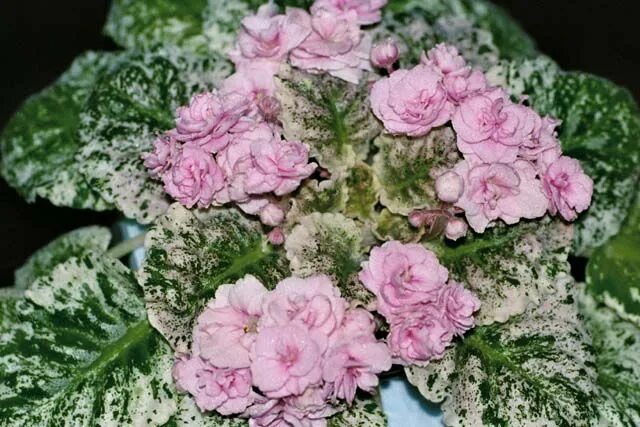 Rose bouquet фиалка фото Rose Bouquet African violets, Rose bouquet, Saintpaulia