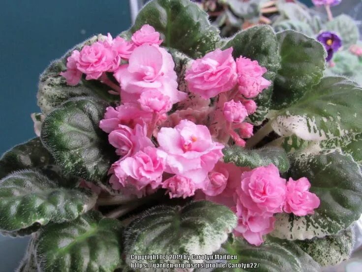 Rose bouquet фиалка фото African Violet (Saintpaulia 'Rose