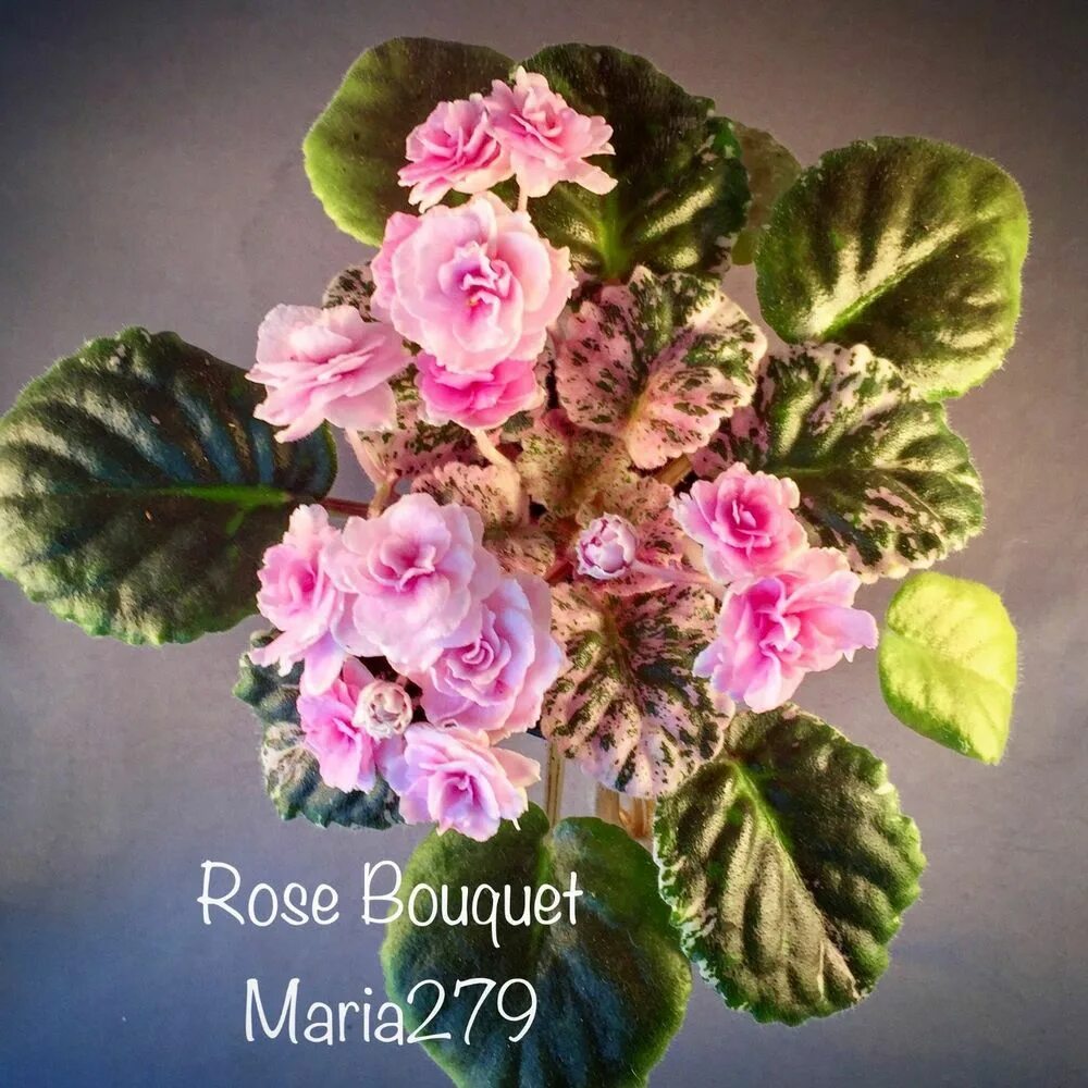 Rose bouquet фиалка фото Фиалка rose bouquet фото и описание Фитостудия-63.ру