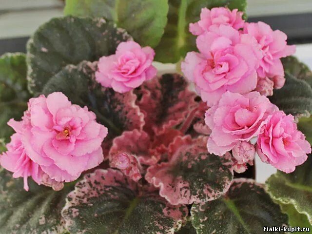 Rose bouquet фиалка фото Фиалка Rose Bouquet купить в интернет-магазине Фиалки в Москве