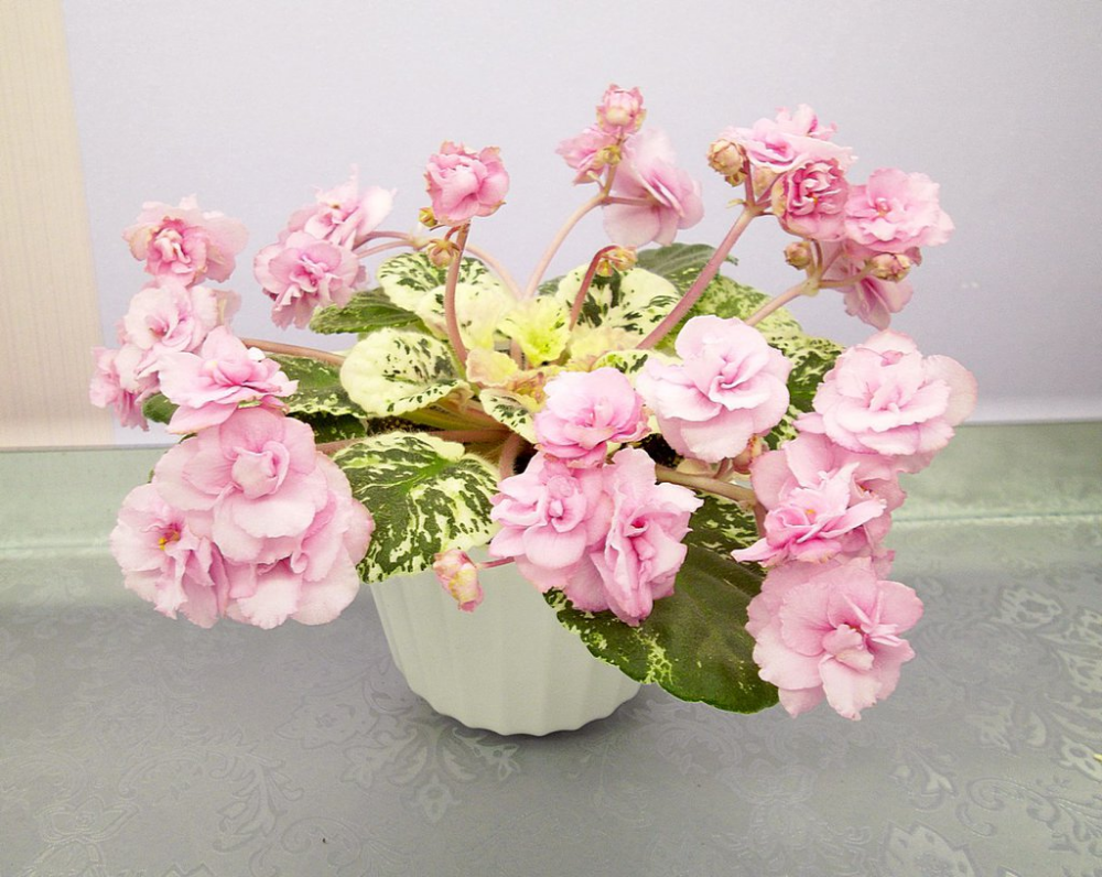 Rose bouquet фиалка фото Virtual Violet :: Просмотр темы - Rose Bouquet (G.T.Smith) Сенполия, Цветение, Р