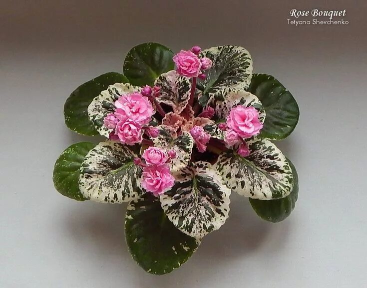 Rose фиалка фото Пин от пользователя \u0417\u043E\u0440\u044F\u043D на доске Gardening and Violet