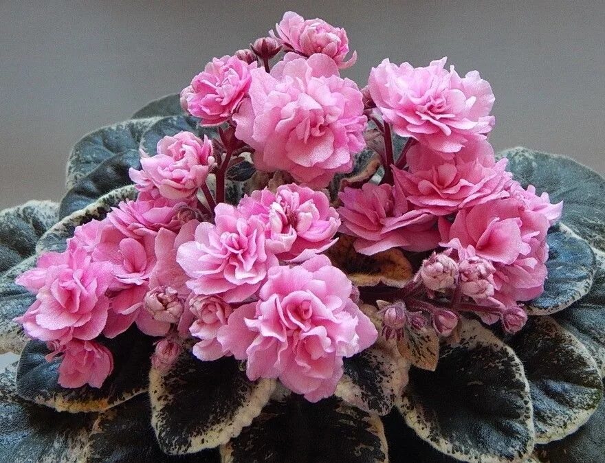Rose фиалка фото African Violet Cajun's Roses Anyone pair of leaves Plants & Seedlings perfecto-p