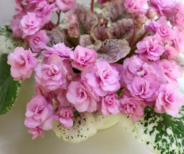 Rose фиалка фото Отзывы Фиалка Rose Bouquet купить в интернет-магазине Фиалки зарубежной селекции