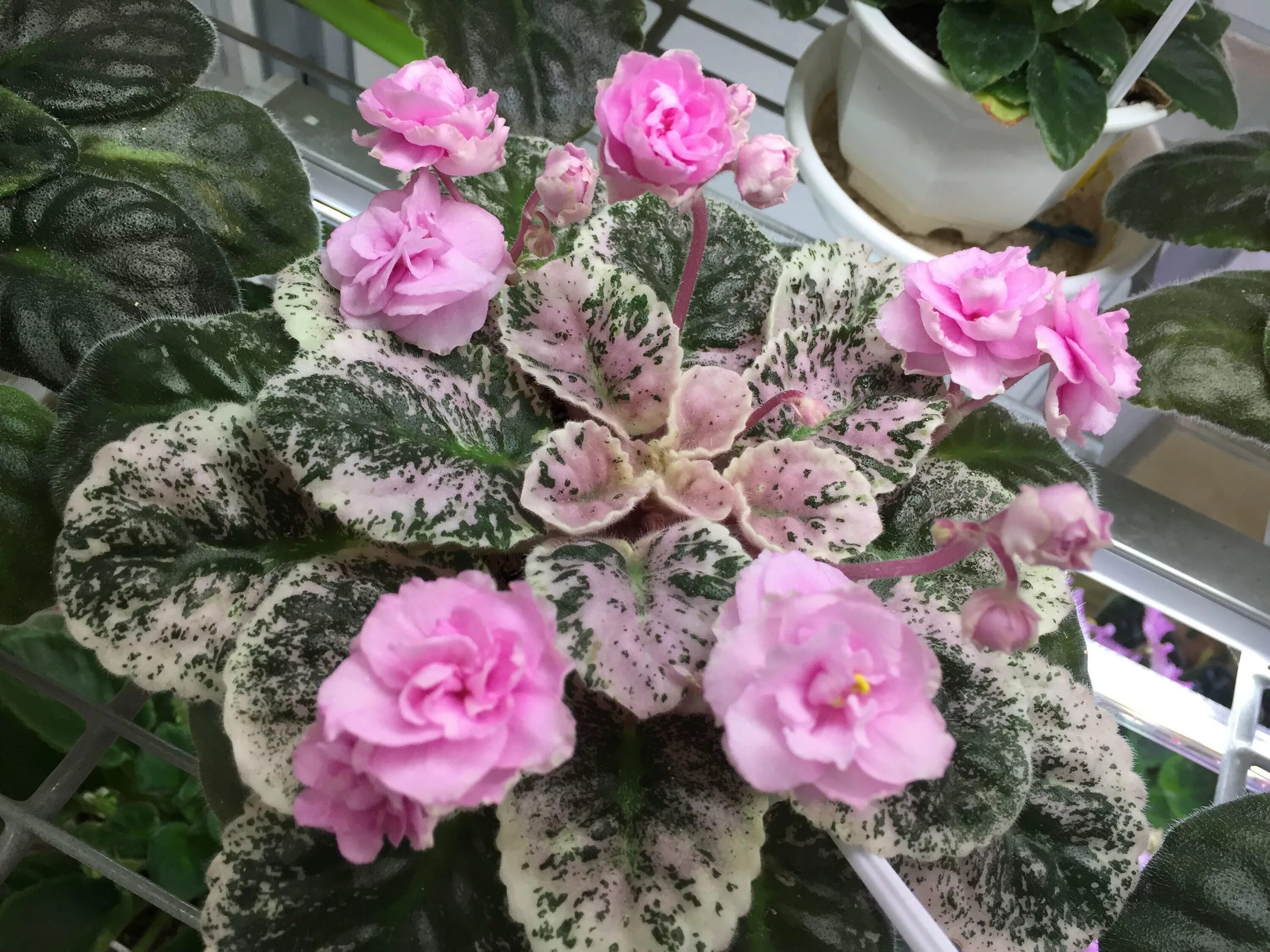 Rose фиалка фото Rose Bouquet African violets plants, Violet plant, Pretty plants