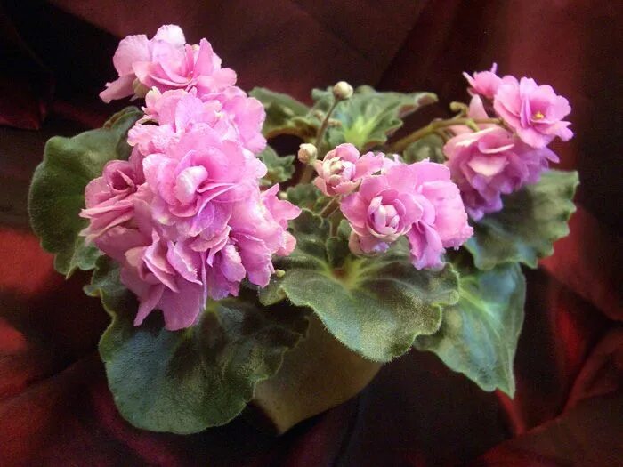 Rose фиалка фото ЛЕ - American Girl Сенполия, Цветы, Фиалки