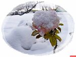 Roses ленинская ул 33 вичуга фото Розы морозы ул ленина