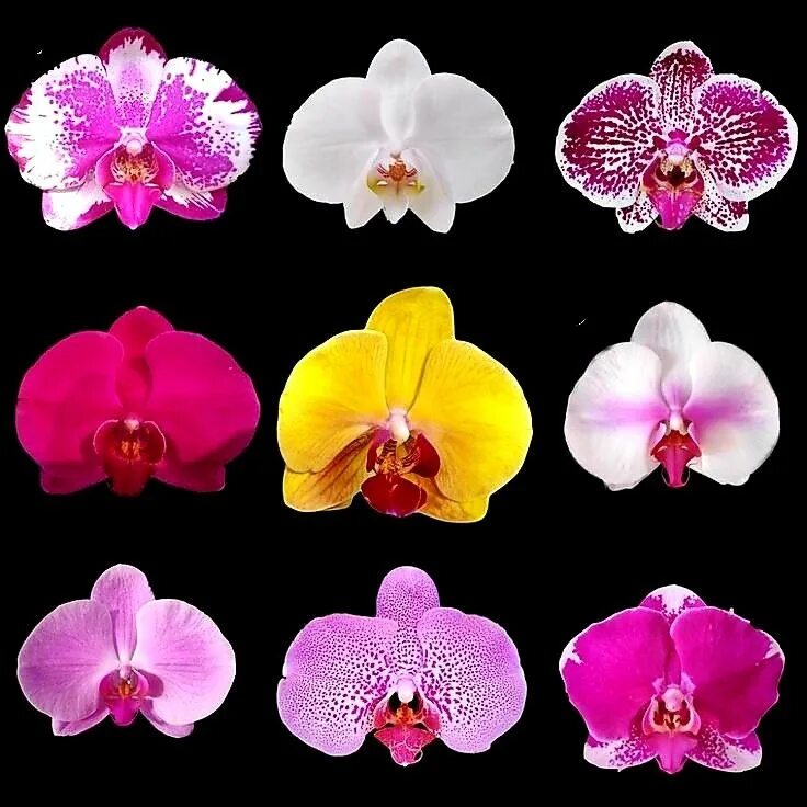 Rotterdam фаленопсис орхидея фото и описание Amazing Flowers - Phalaenopsis Orchids. #AmazingFlowersAndGardens #BeautifulFlow
