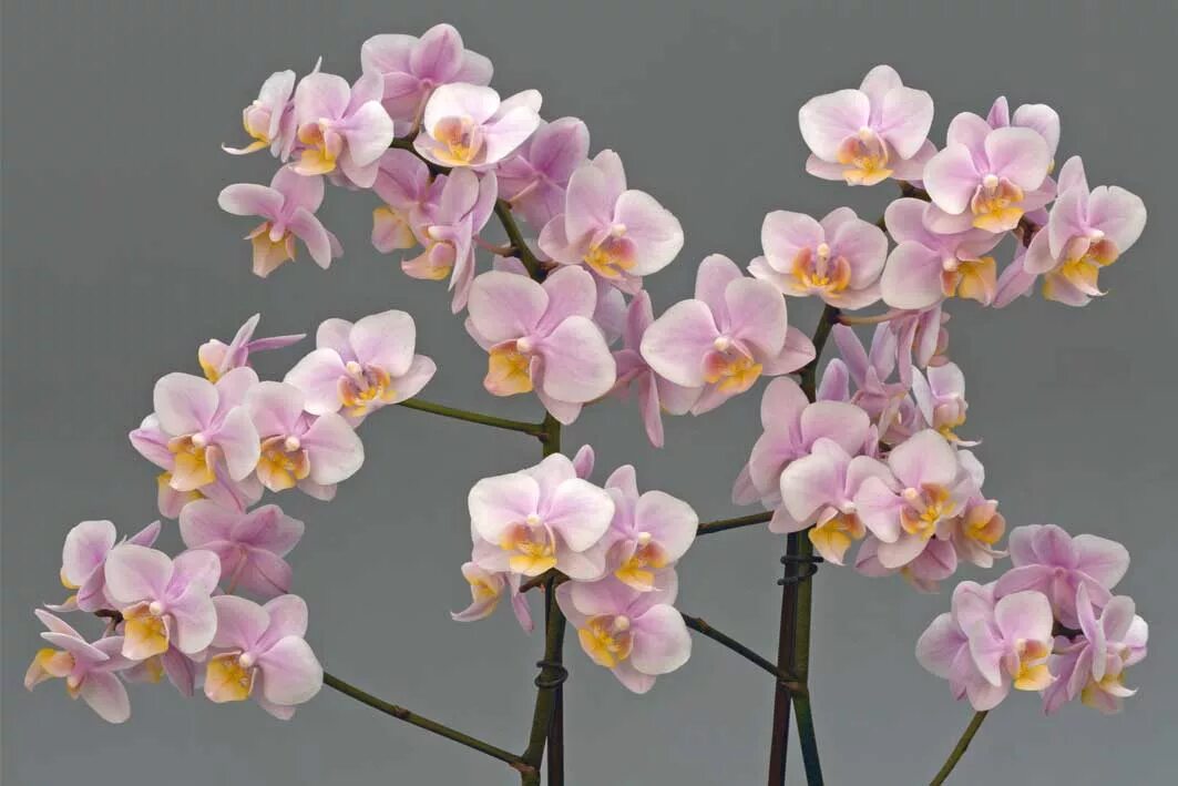 Rotterdam фаленопсис орхидея фото и описание Amaglad-takken-web - Pannekoek Orchideeen