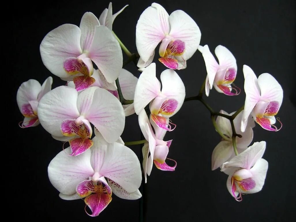 Rotterdam фаленопсис орхидея фото и описание Falenopsis, kwiat falenopsisa Moth orchid, Orchids, Beautiful flowers