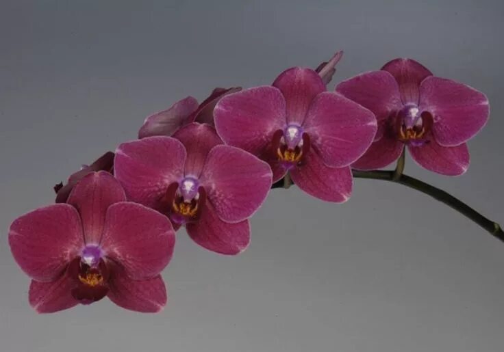 Rotterdam фаленопсис орхидея фото и описание Red Phalaenopsis,12 stems