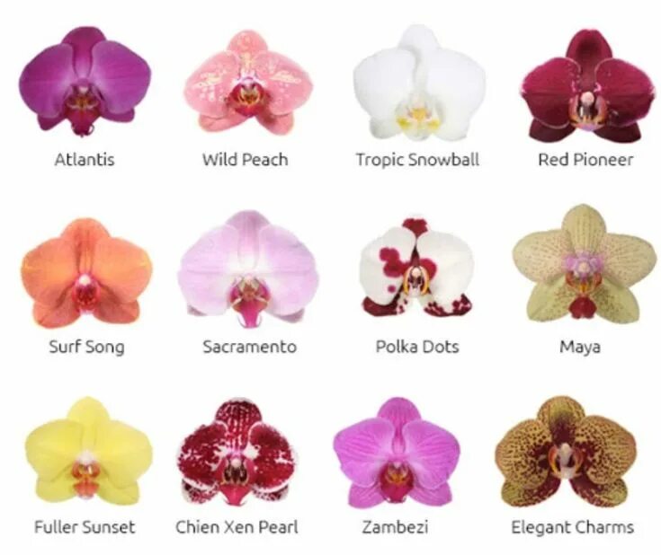 Rotterdam фаленопсис орхидея фото и описание Pin de Euphrosyne Harvest em HP - romance em 2023 Orquídeas, Arranjos de flores,