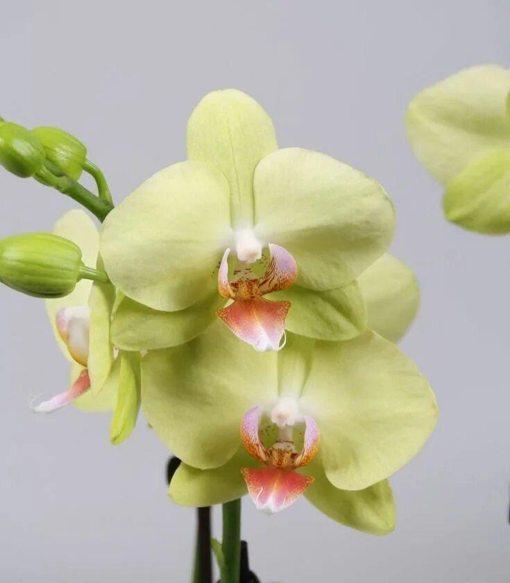 Rotterdam фаленопсис орхидея фото и описание Phalaenopsis Green Crystal Green orchid, Beautiful orchids, Orchid photography