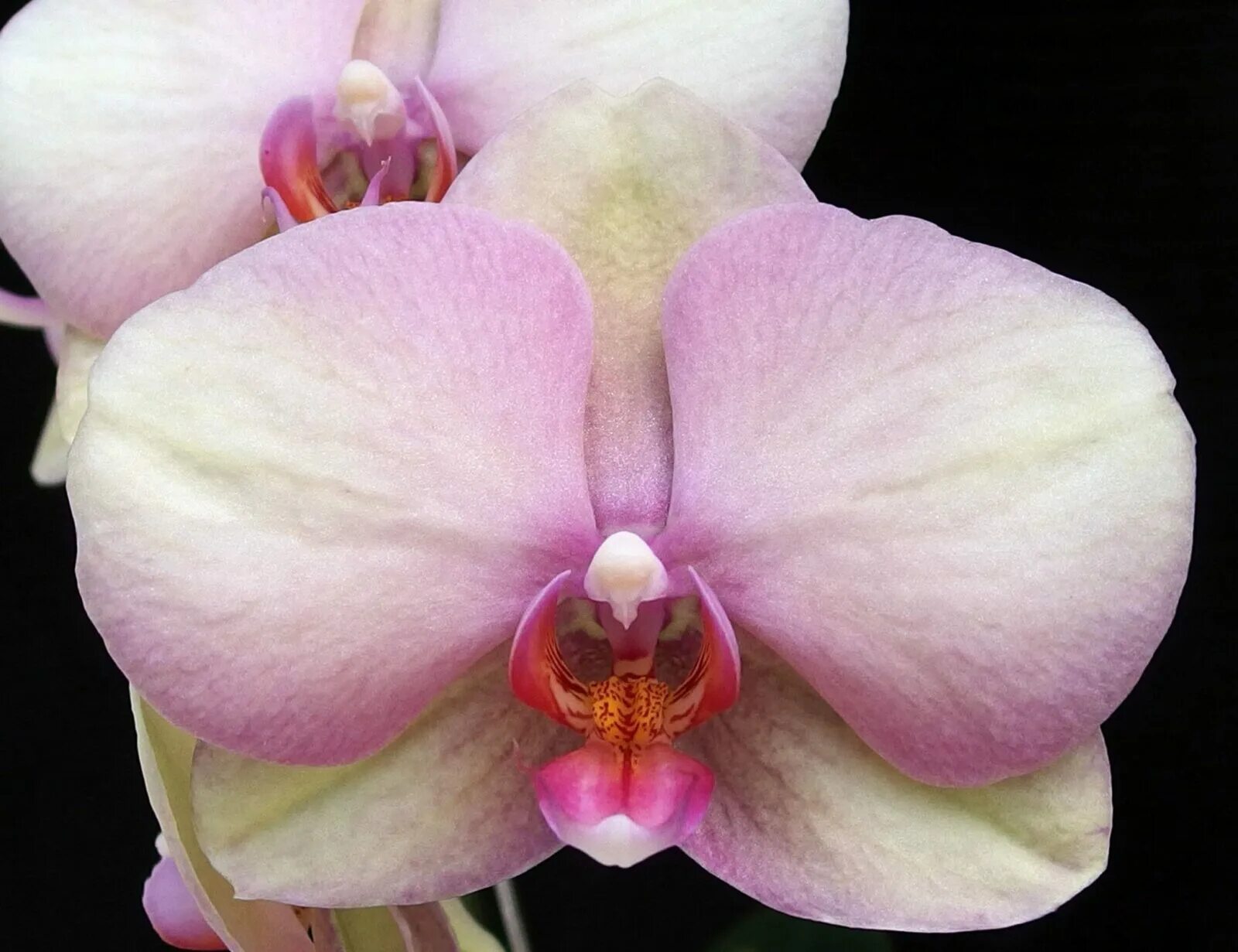 Rotterdam фаленопсис орхидея фото и описание Phal. OX Rainbow купить Алматы